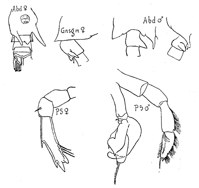 Species Candacia pachydactyla - Plate 3 of morphological figures