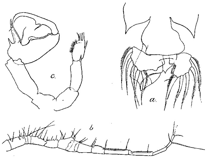 Species Labidocera bataviae - Plate 1 of morphological figures