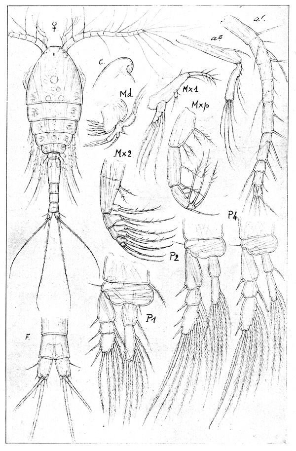 Species Oithona parvula - Plate 1 of morphological figures