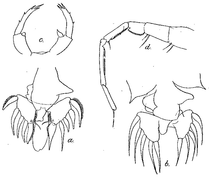 Espèce Labidocera pavo - Planche 4 de figures morphologiques