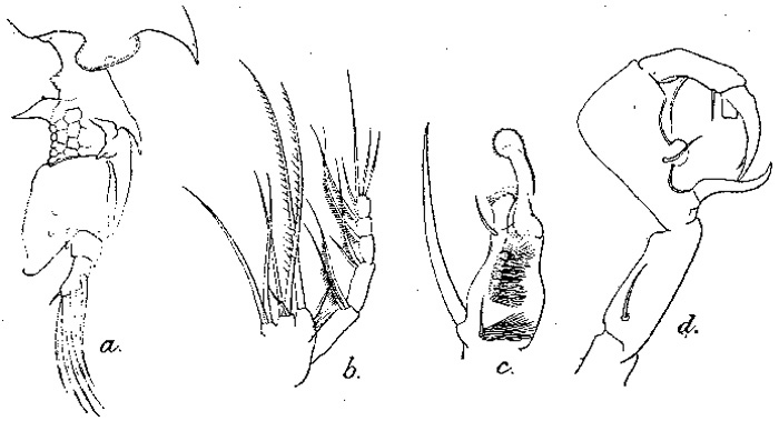Species Pontella sinica - Plate 10 of morphological figures