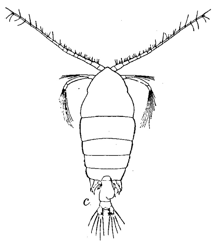 Species Pontellopsis macronyx - Plate 2 of morphological figures