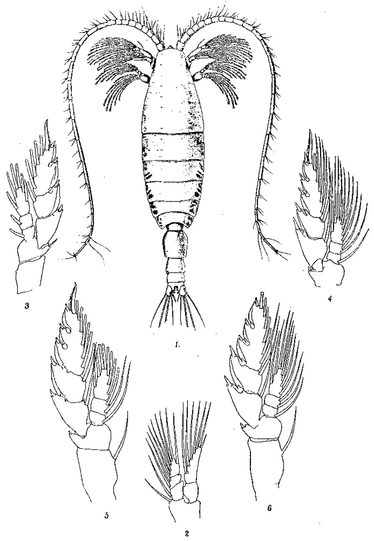 Species Bathycalanus richardi - Plate 4 of morphological figures