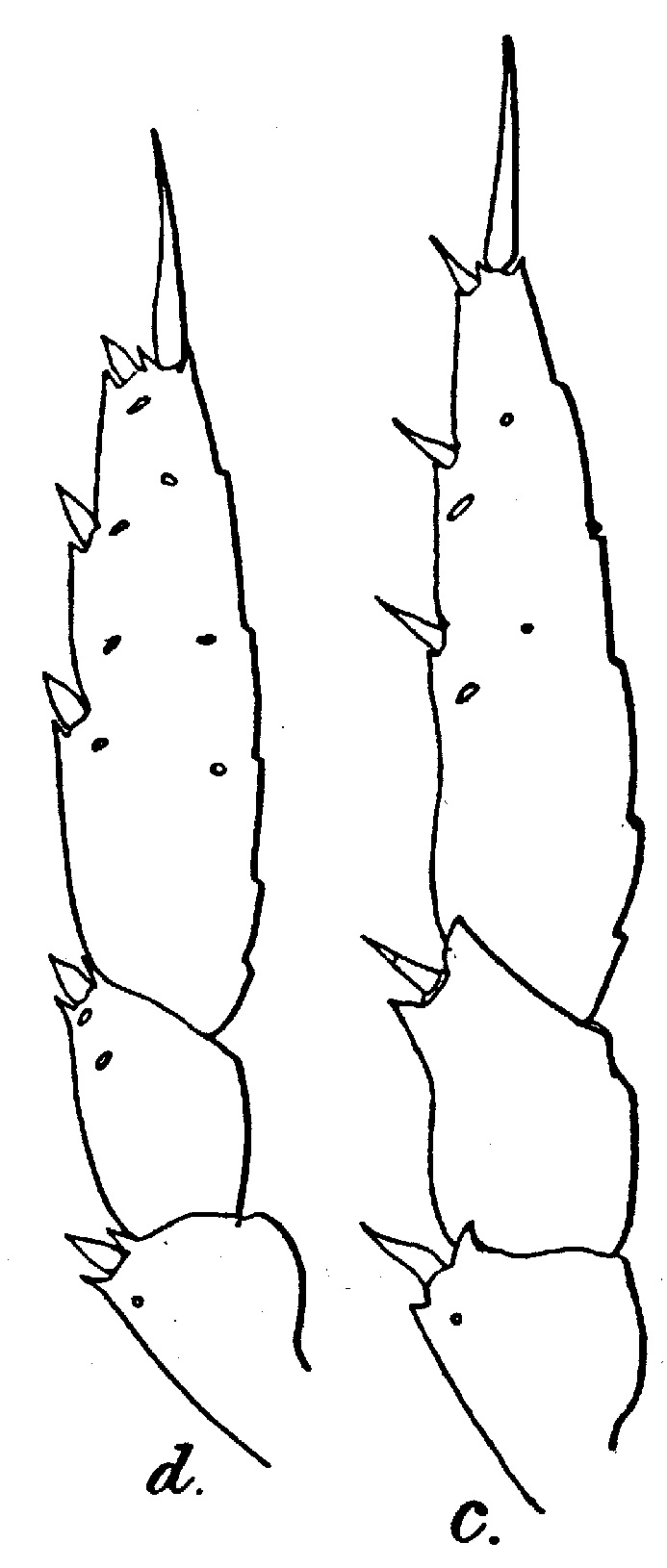 Espèce Heterorhabdus clausi - Planche 3 de figures morphologiques