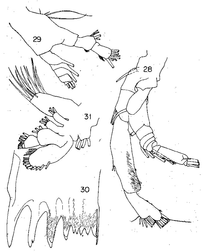 Espce Lucicutia maxima - Planche 1 de figures morphologiques