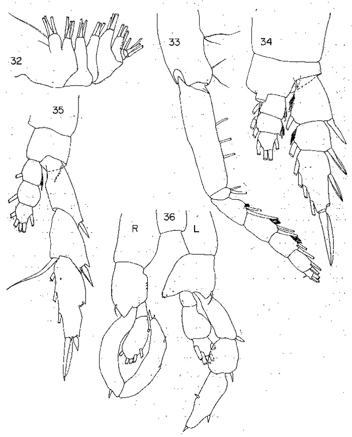 Espce Lucicutia maxima - Planche 2 de figures morphologiques