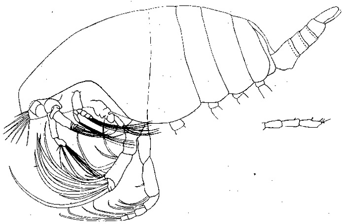 Espèce Foxtonia barbatula - Planche 1 de figures morphologiques