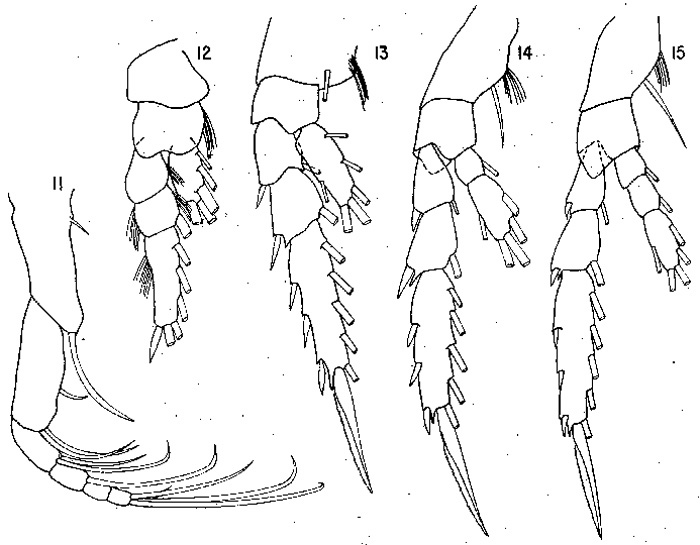 Espèce Foxtonia barbatula - Planche 3 de figures morphologiques