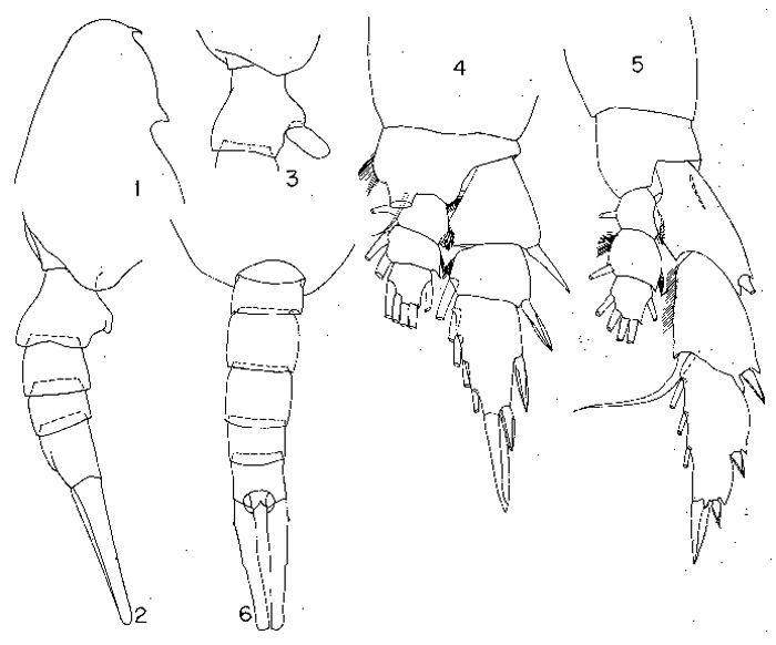 Species Lucicutia aurita - Plate 2 of morphological figures