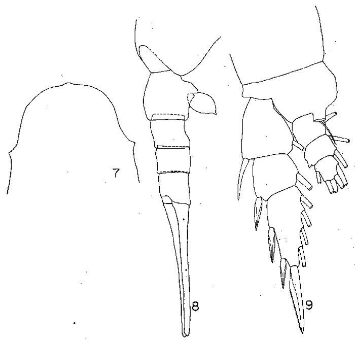 Espèce Lucicutia bella - Planche 1 de figures morphologiques