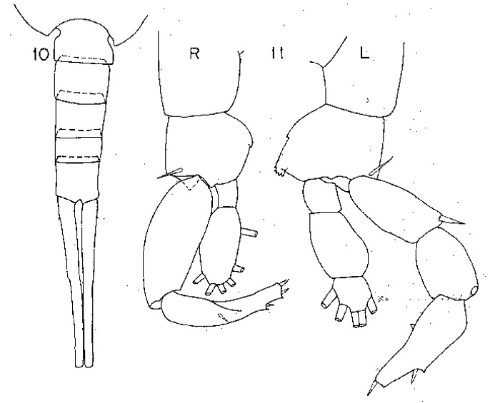 Espèce Lucicutia bella - Planche 2 de figures morphologiques