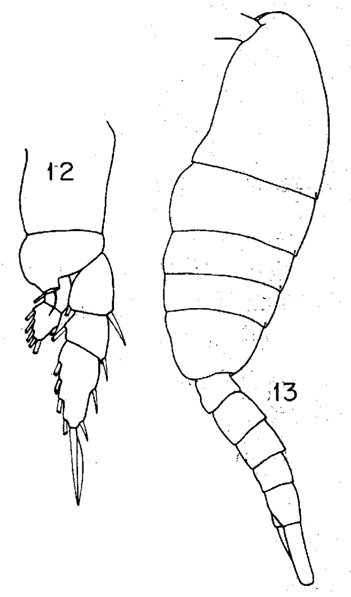 Espèce Lucicutia clausi - Planche 9 de figures morphologiques