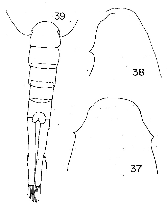 Espèce Lucicutia pallida - Planche 1 de figures morphologiques