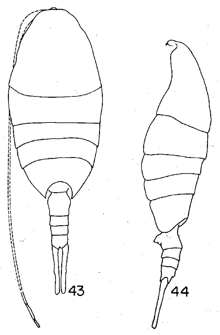 Species Lucicutia polaris - Plate 2 of morphological figures