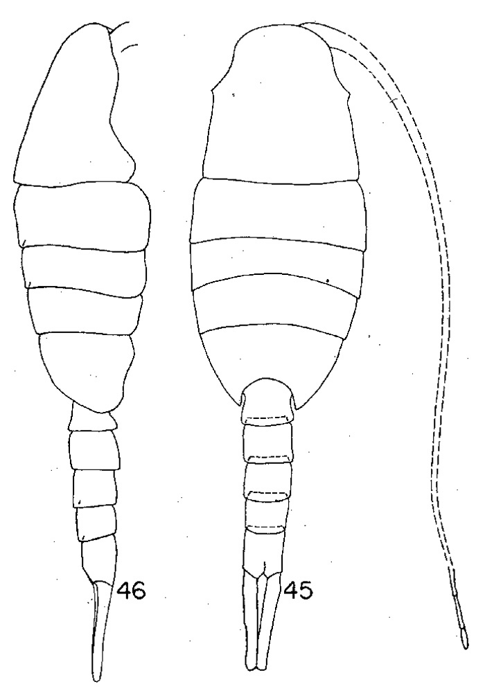 Espce Lucicutia bradyana - Planche 1 de figures morphologiques