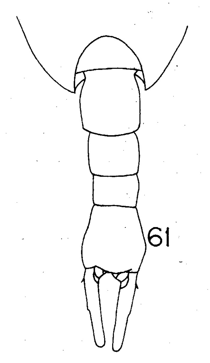 Espce Lucicutia grandis - Planche 5 de figures morphologiques