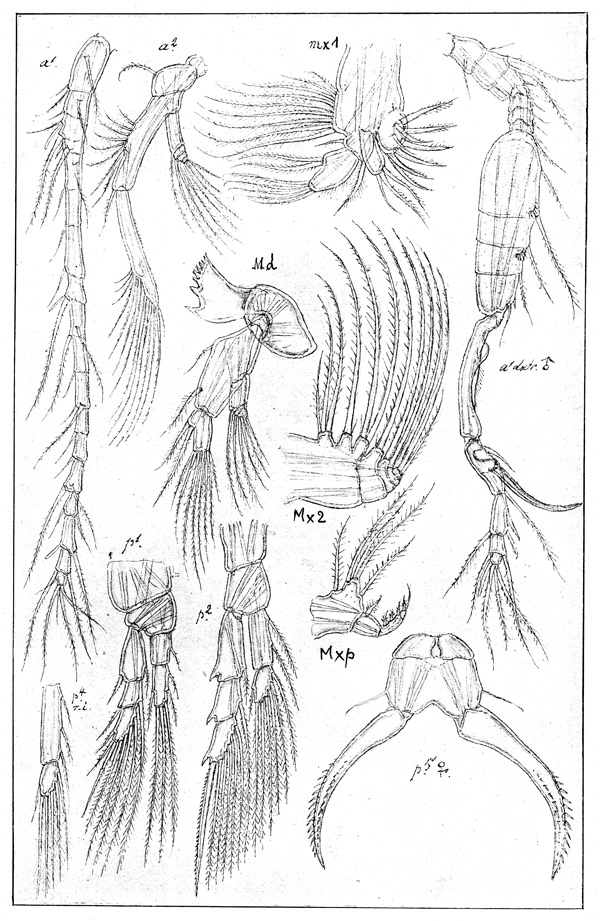 Species Paracartia grani - Plate 2 of morphological figures