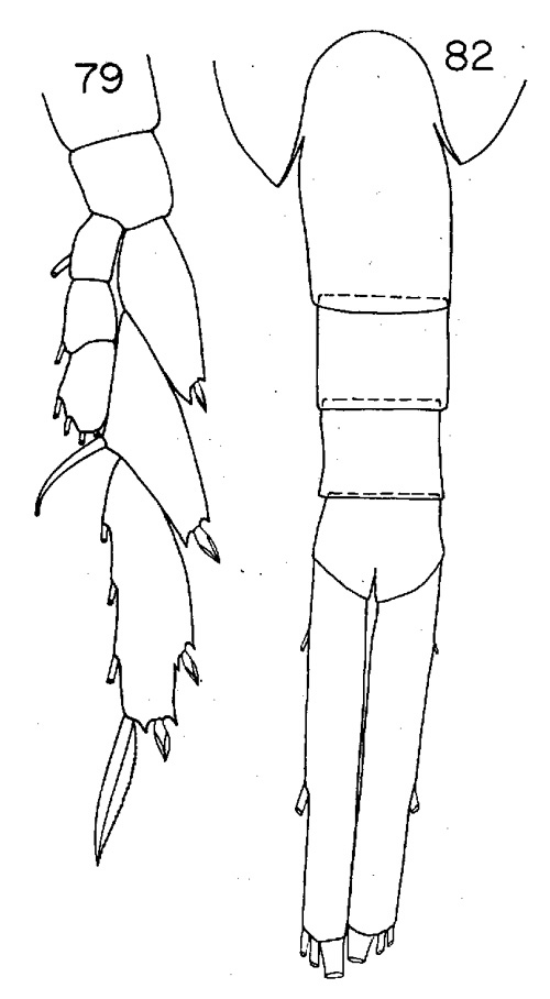 Espèce Lucicutia gemina - Planche 3 de figures morphologiques