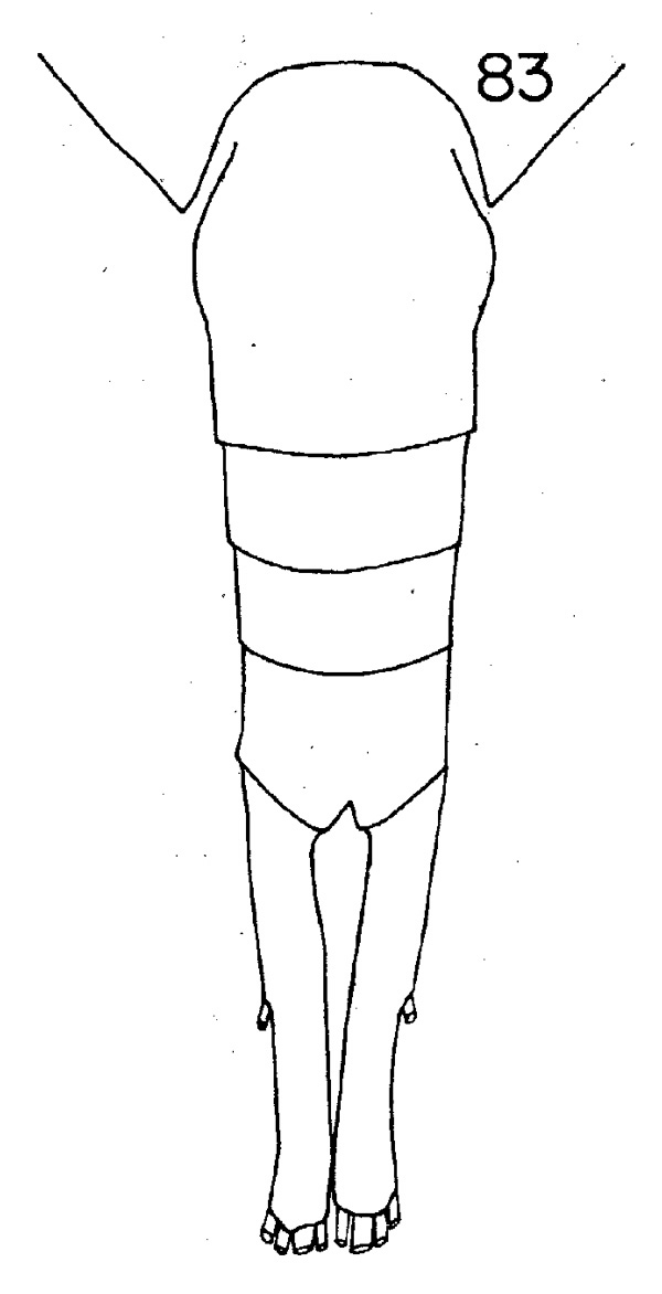 Espèce Lucicutia intermedia - Planche 2 de figures morphologiques