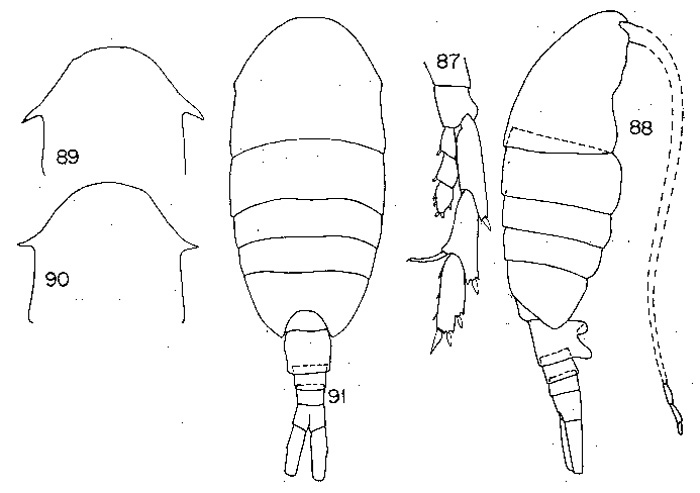 Espèce Lucicutia clausi - Planche 10 de figures morphologiques