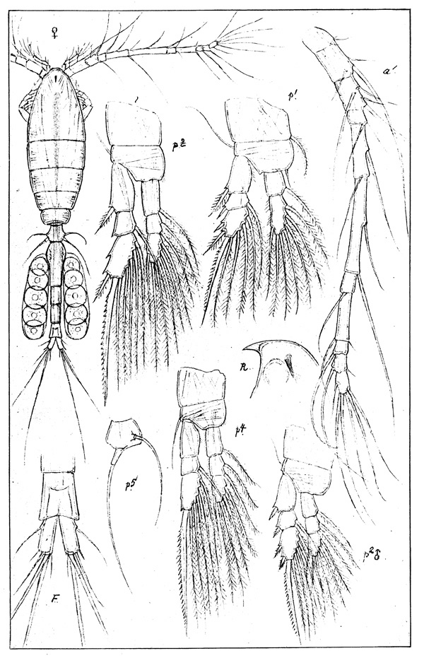 Espèce Oithona similis-Group - Planche 3 de figures morphologiques