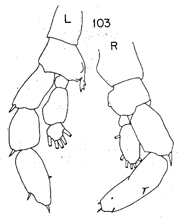 Espce Lucicutia bradyana - Planche 2 de figures morphologiques