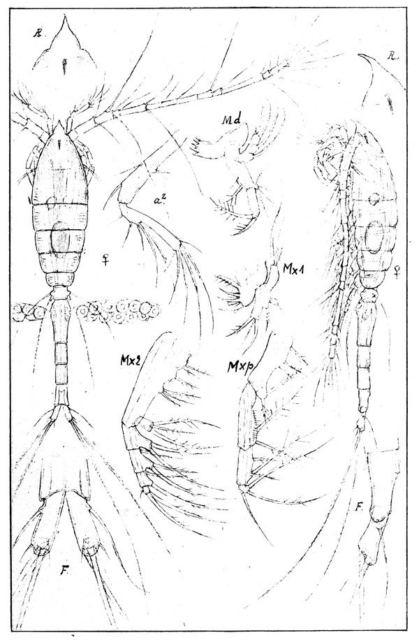 Species Oithona atlantica - Plate 1 of morphological figures