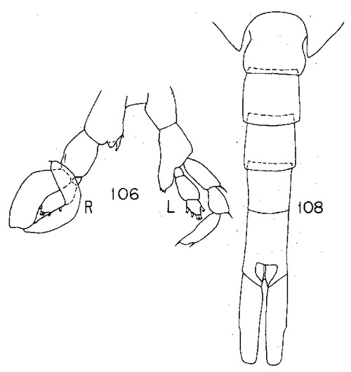 Species Lucicutia lucida - Plate 3 of morphological figures