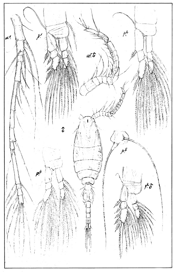 Espce Oithona atlantica - Planche 2 de figures morphologiques