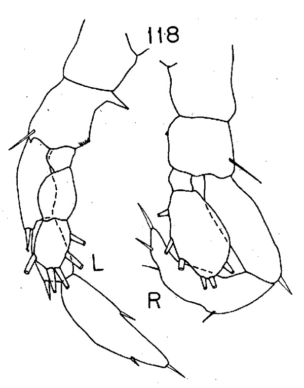 Espèce Lucicutia macrocera - Planche 4 de figures morphologiques