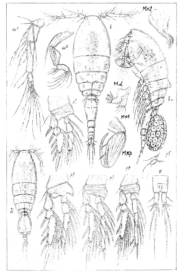 Species Triconia borealis - Plate 1 of morphological figures