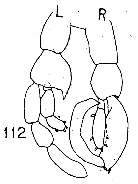 Espèce Lucicutia gemina - Planche 4 de figures morphologiques