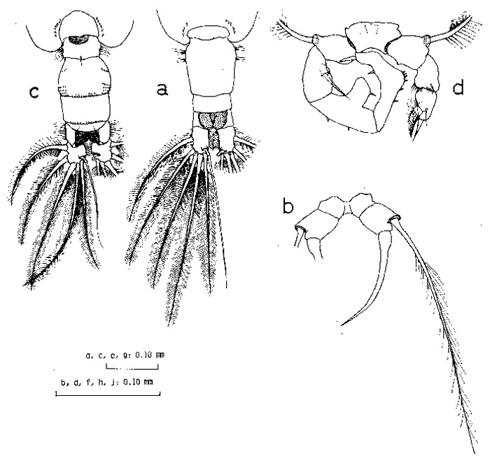 Espèce Acartia (Acanthacartia) fossae - Planche 2 de figures morphologiques