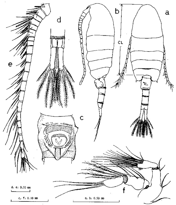 Species Pseudodiaptomus ishigakiensis - Plate 1 of morphological figures