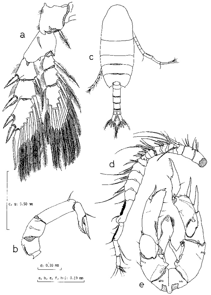Espèce Pseudodiaptomus ishigakiensis - Planche 3 de figures morphologiques