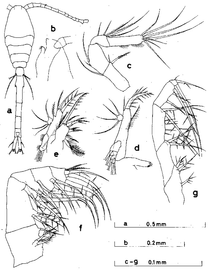 Espèce Oithona attenuata - Planche 1 de figures morphologiques