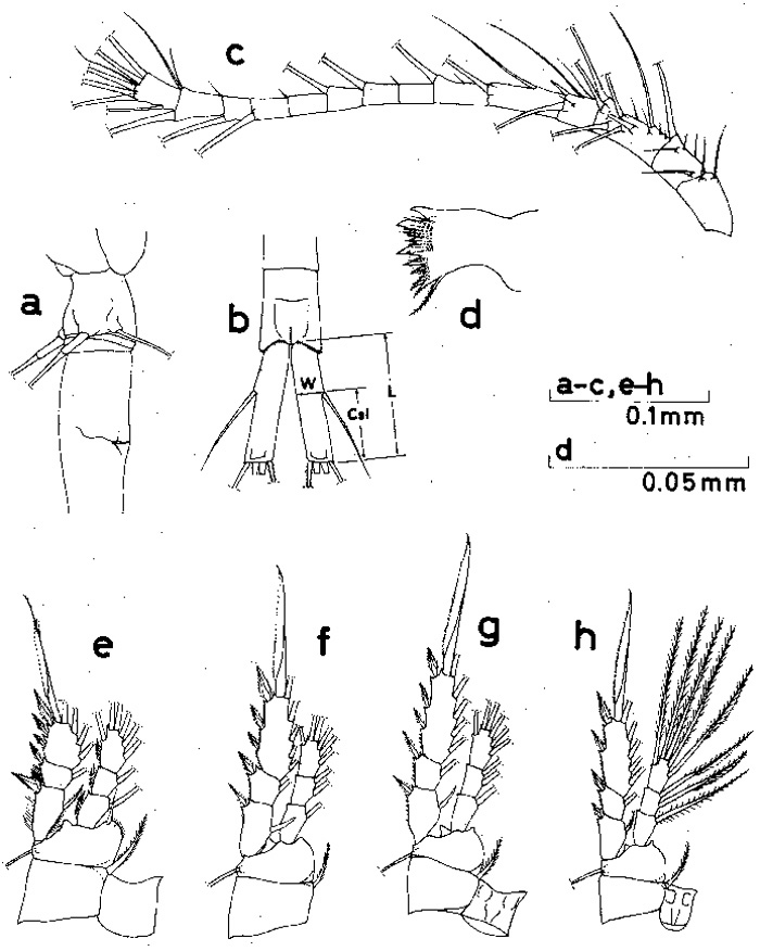 Espèce Oithona attenuata - Planche 2 de figures morphologiques