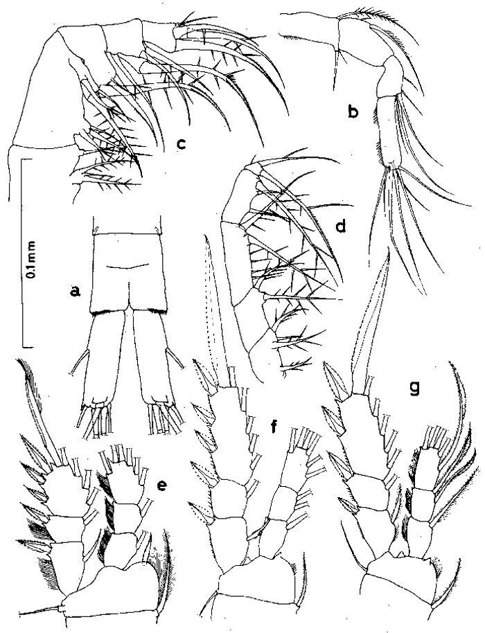 Espèce Oithona attenuata - Planche 4 de figures morphologiques