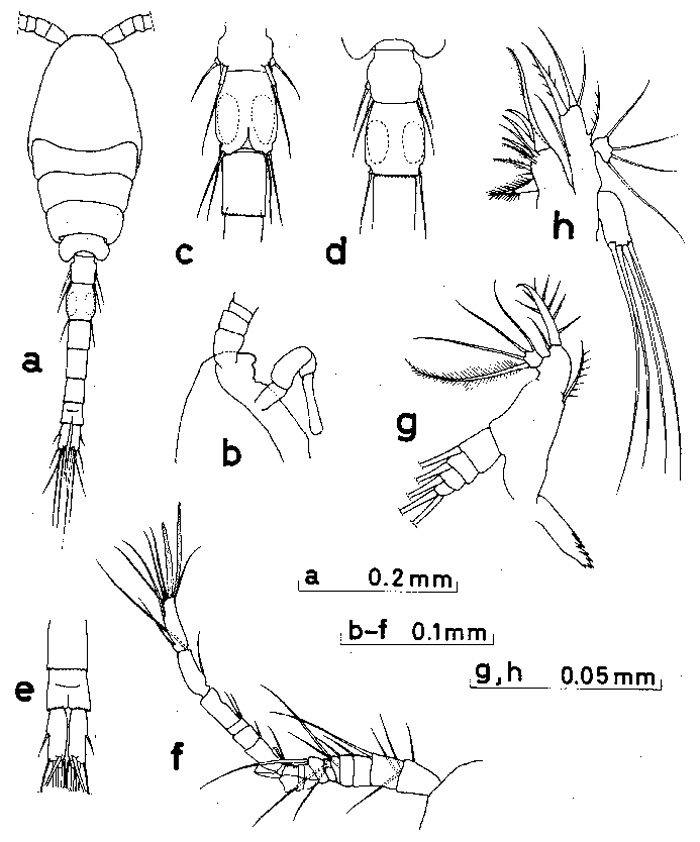 Espèce Oithona attenuata - Planche 5 de figures morphologiques