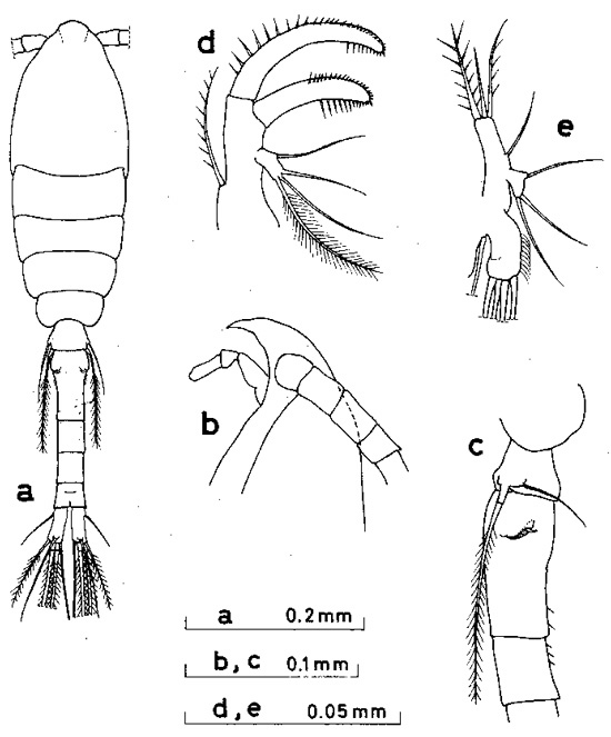 Espèce Oithona brevicornis - Planche 9 de figures morphologiques