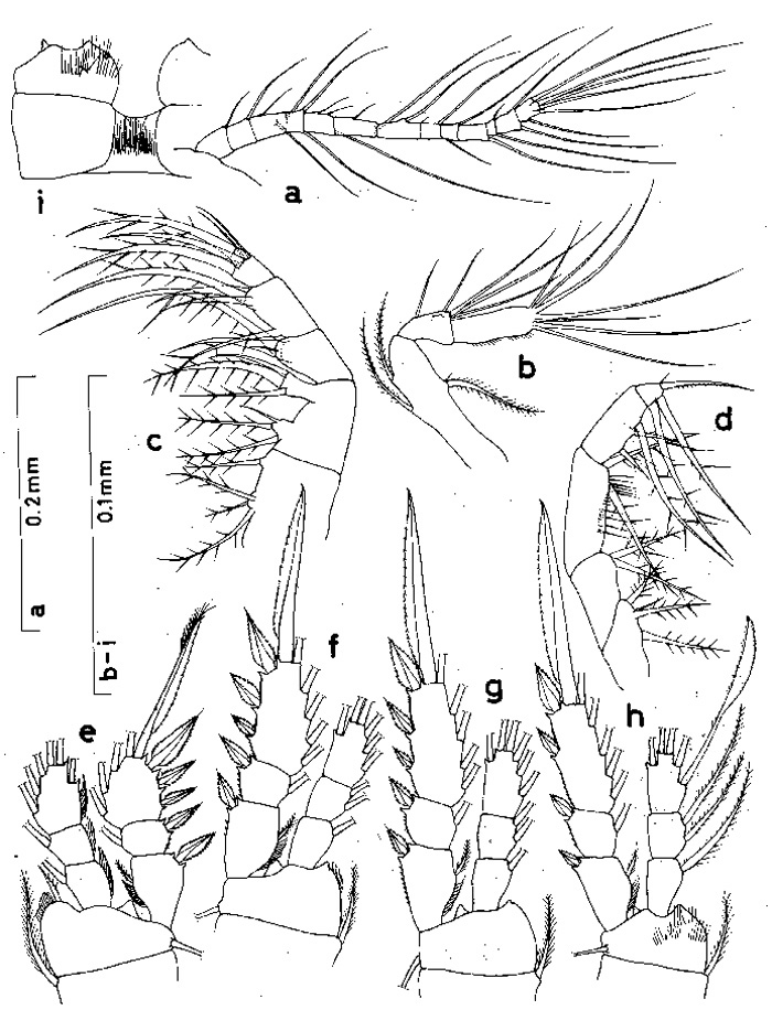Espèce Oithona brevicornis - Planche 10 de figures morphologiques