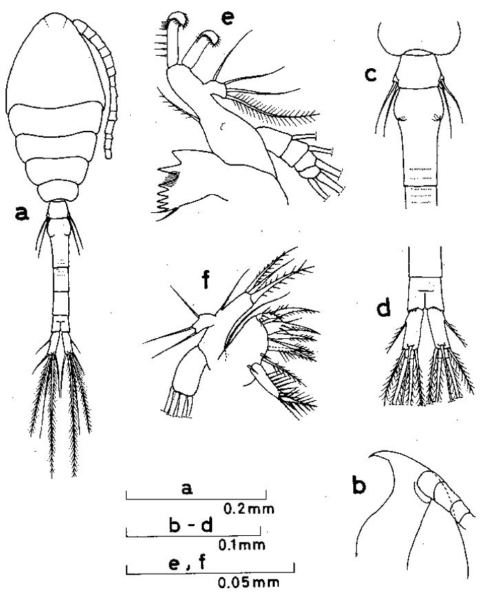 Espèce Oithona brevicornis - Planche 11 de figures morphologiques