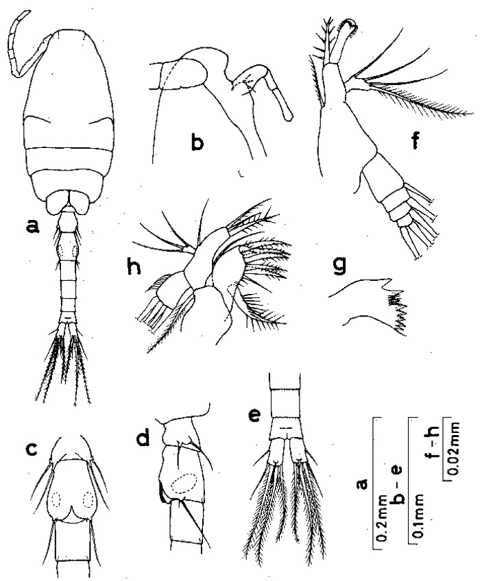 Espèce Oithona brevicornis - Planche 13 de figures morphologiques