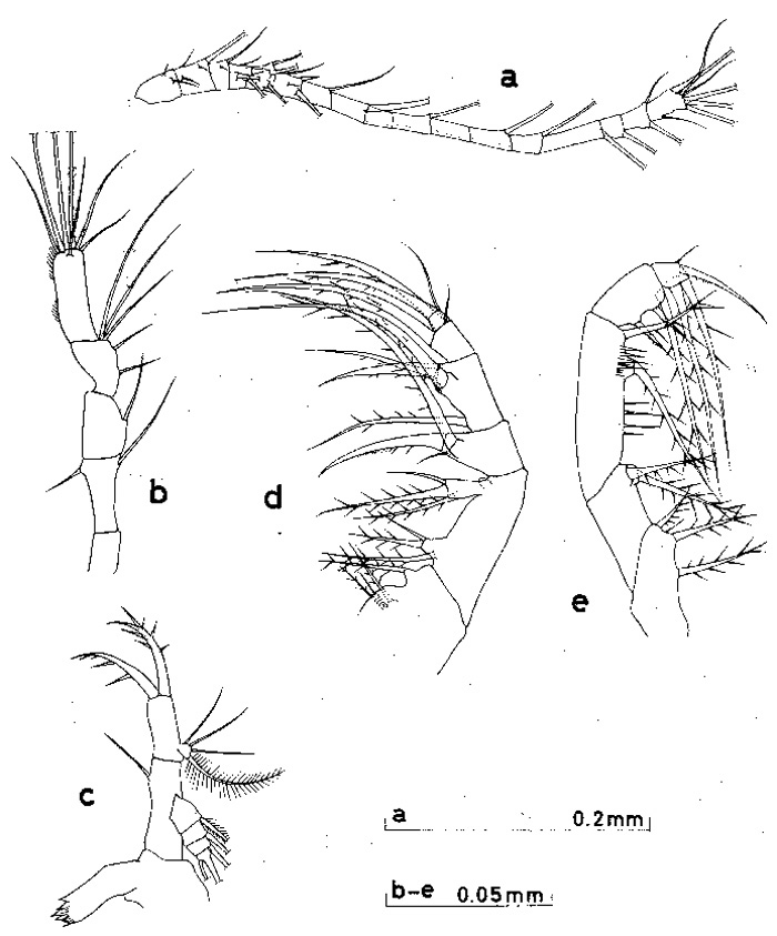 Espce Oithona decipiens - Planche 3 de figures morphologiques