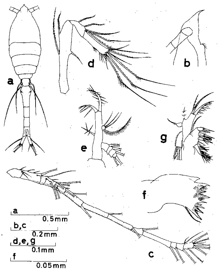 Espce Oithona frigida - Planche 2 de figures morphologiques