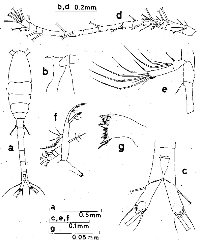 Espèce Oithona hamata - Planche 1 de figures morphologiques