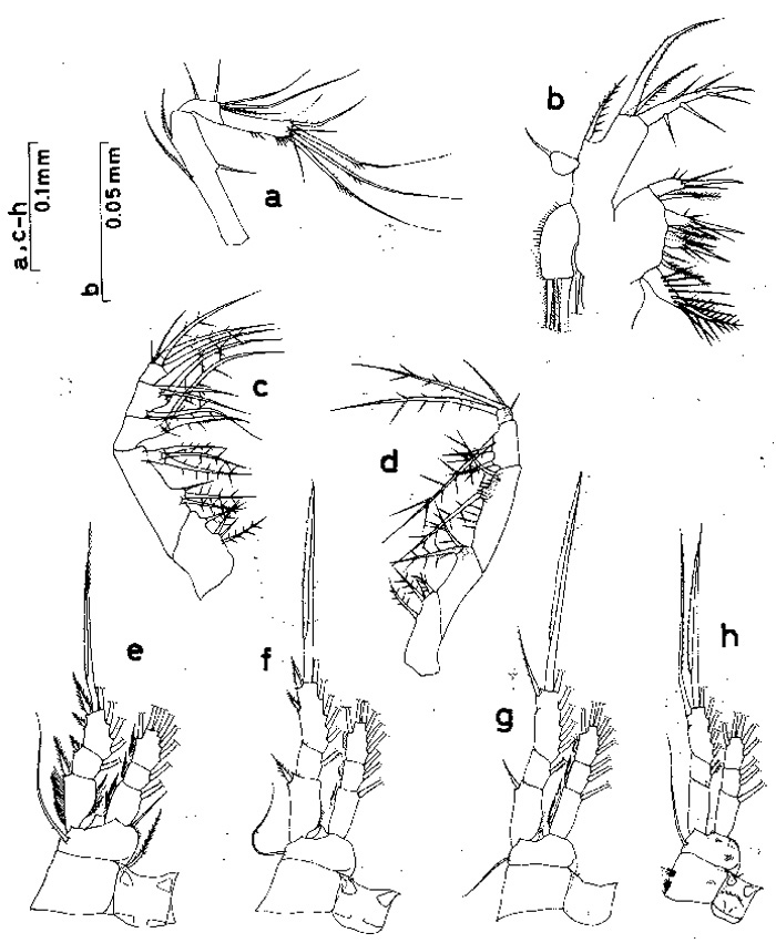 Species Oithona longispina - Plate 2 of morphological figures