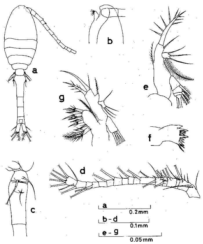 Espce Oithona nana - Planche 2 de figures morphologiques
