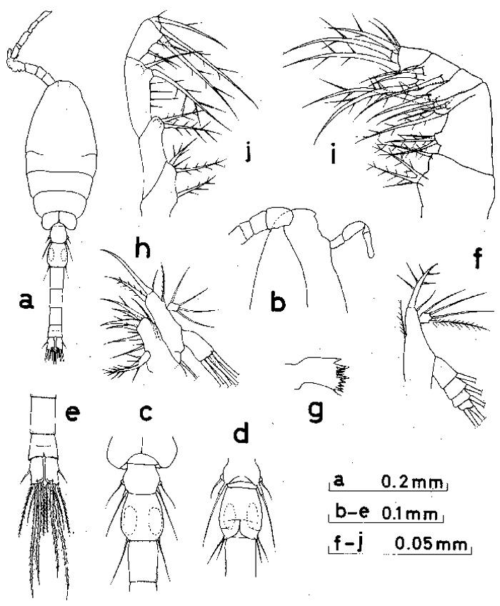 Espce Oithona nana - Planche 6 de figures morphologiques
