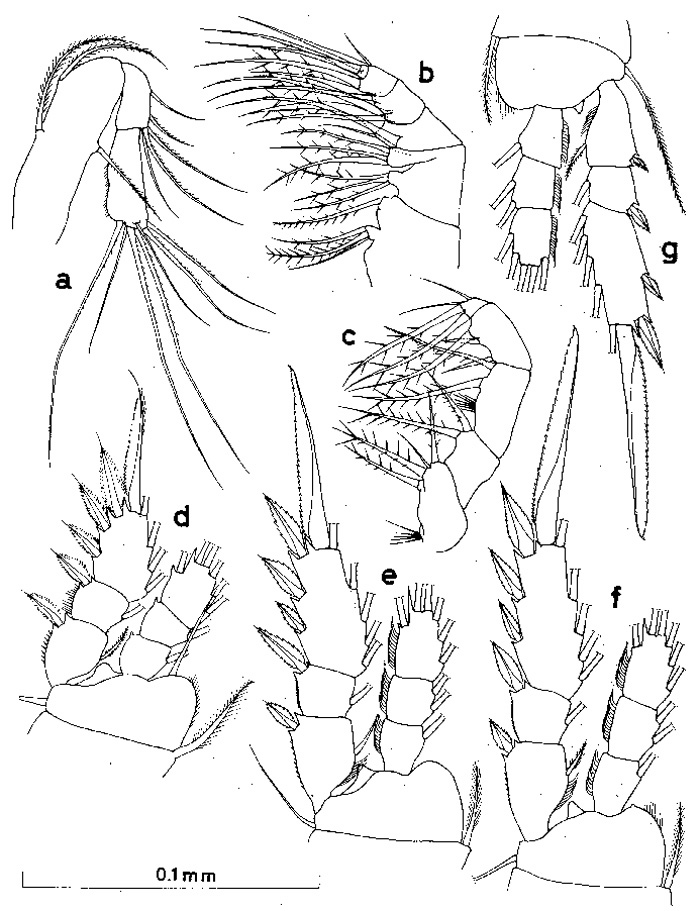 Species Dioithona oculata - Plate 4 of morphological figures